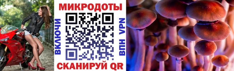Псилоцибиновые грибы Psilocybine cubensis что такое Бирюсинск